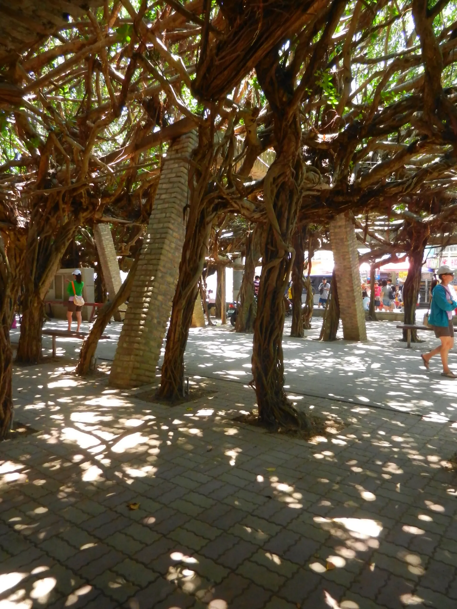 通樑古榕氣根形成的樹蔭長廊 Tongliang Great Banyan aerial-root corridor