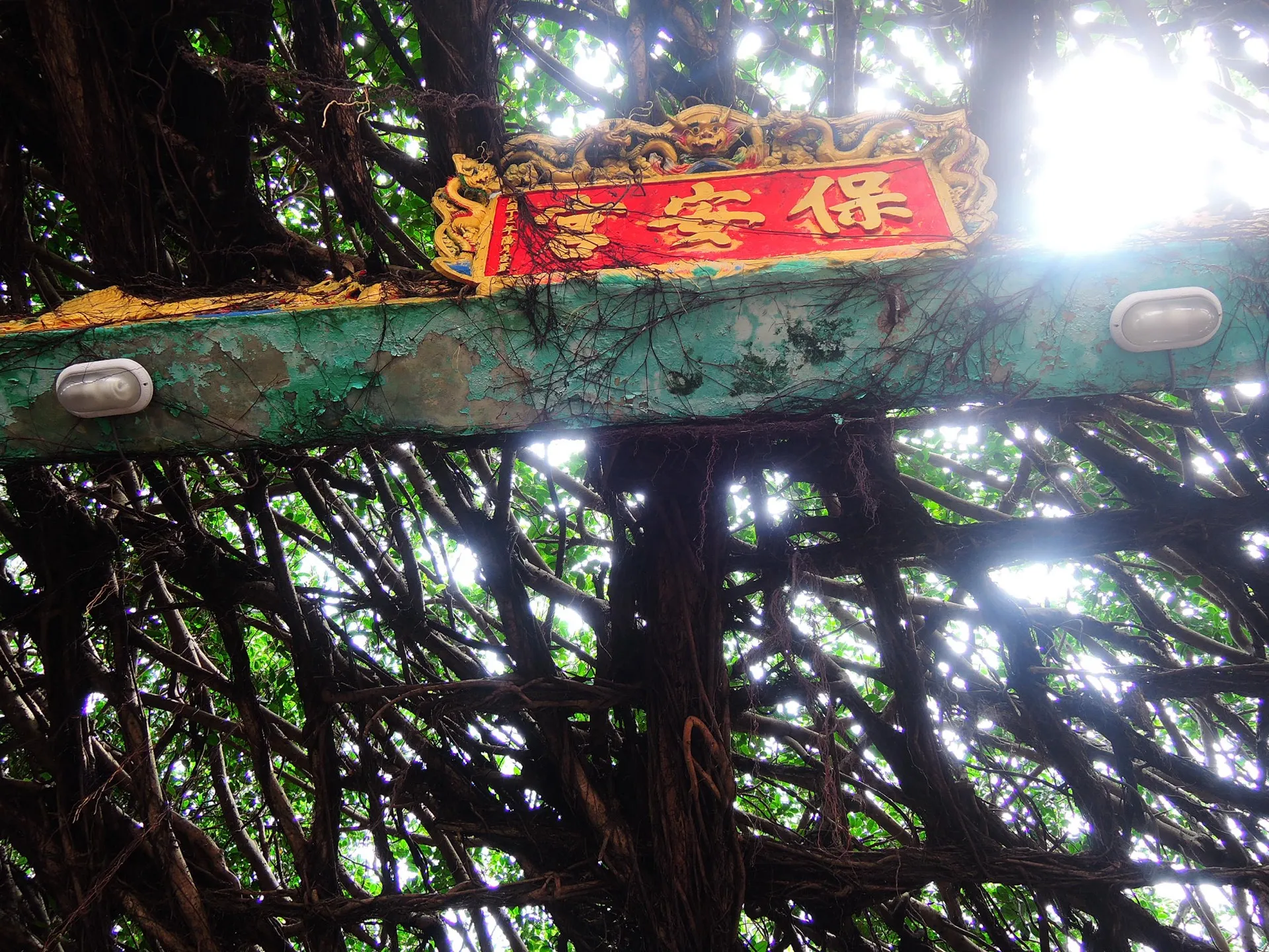 通樑榕樹與保安宮廟牌 Tongliang Banyan and Baoan Temple