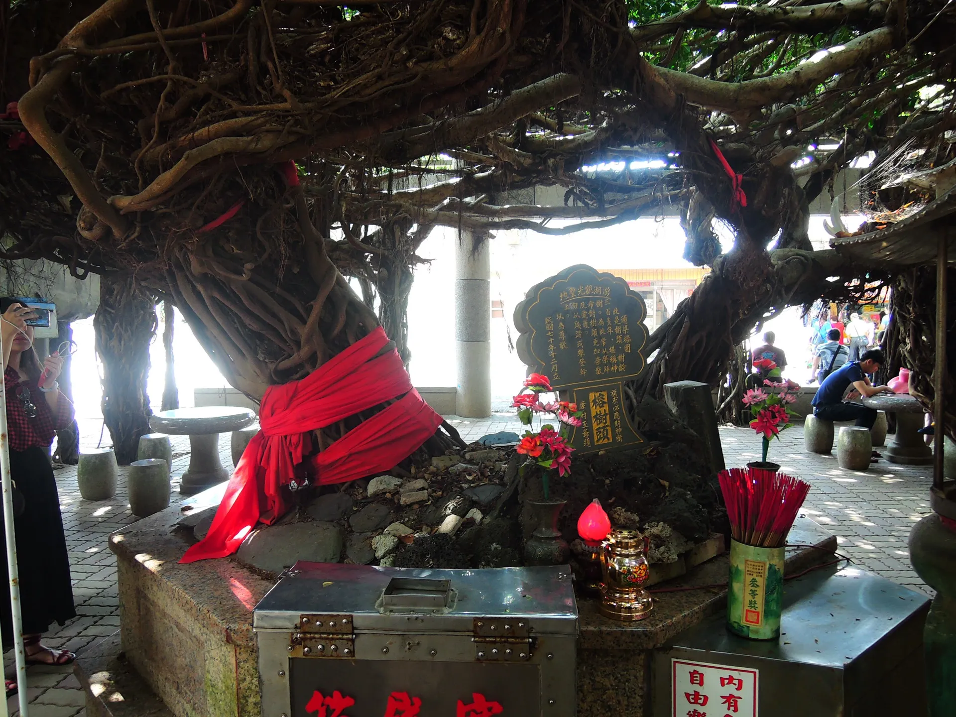 通樑古榕的支柱根與樹頭 Tongliang Great Banyan aerial roots